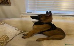 Belgian Shepherd Dog dogs for sale: Belgian Melinois Poppy - Image 5