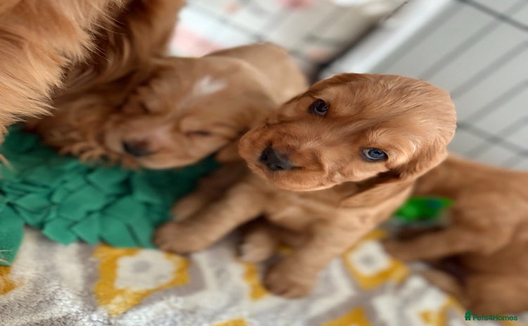 Cocker Spaniel dogs - Advert 2