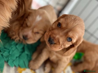 Cocker Spaniel dogs - Advert 31