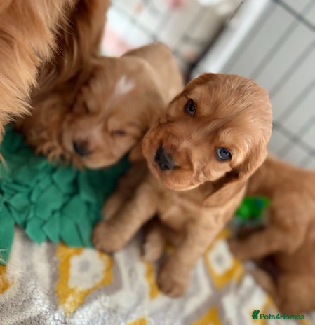 Cocker Spaniel dogs - Advert 2