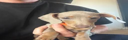Miniature Dachshund dogs for sale: Mini Daschunds for Sale - Advert 6