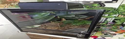 Frog reptiles for sale: Pair of Amazon Milk Frogs - Complete Set Up in Sutton Coldfield - Advert 6