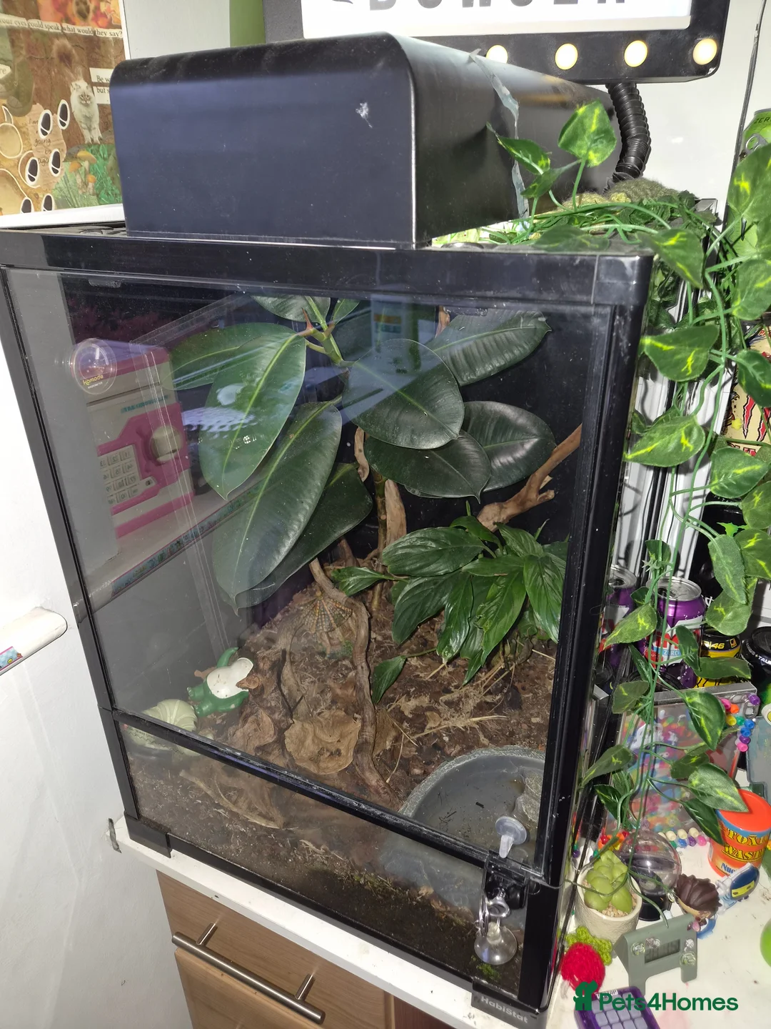 Frog reptiles for sale: Pair of Amazon Milk Frogs - Complete Set Up in Sutton Coldfield - Advert 6