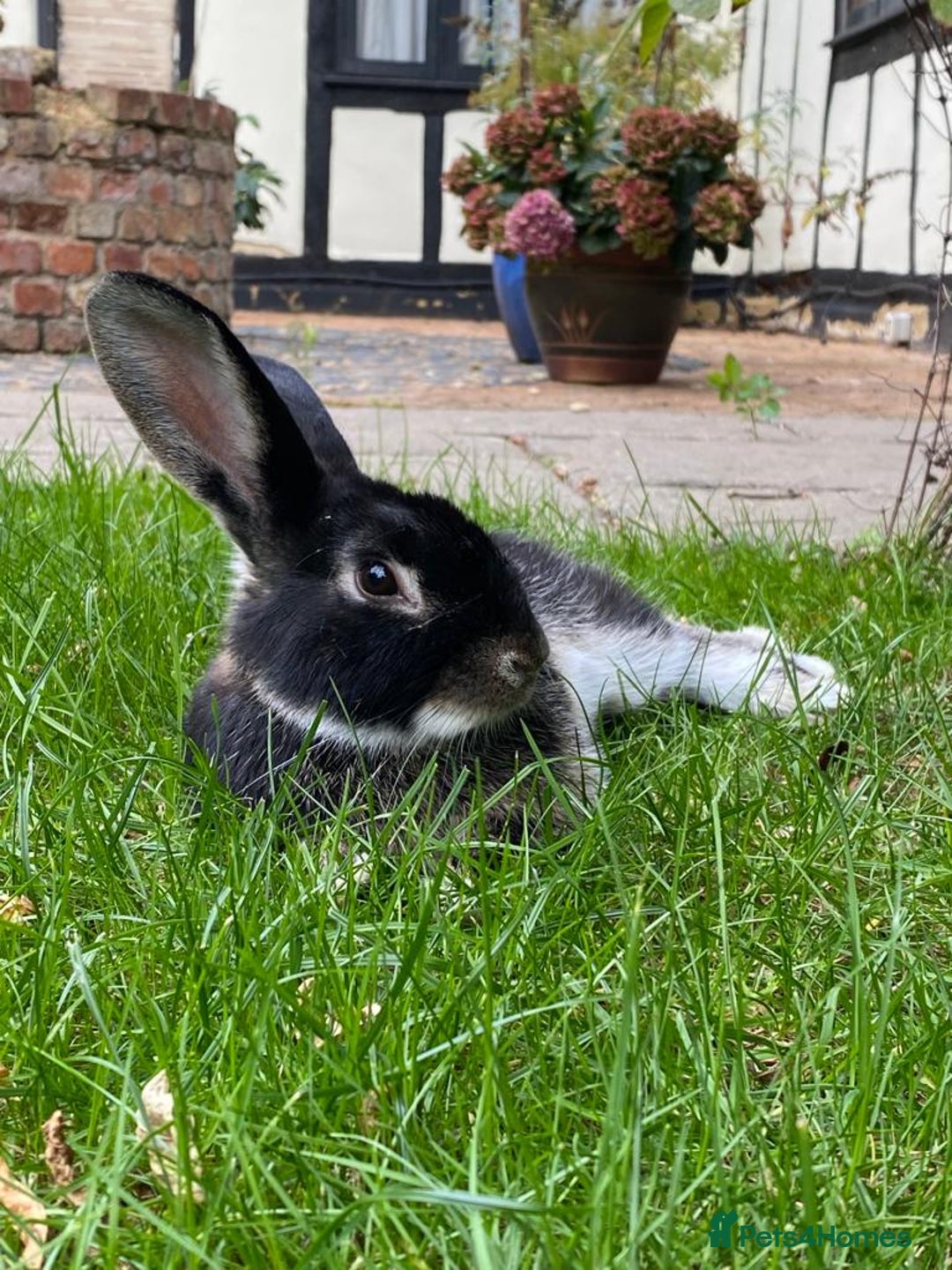 Mixed Breed rabbits for sale: Mini Lop Cross Baby Rabbits - Advert 12