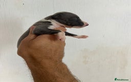 Whippet dogs for sale: Stunning kc reg whippet puppies  - Image 11