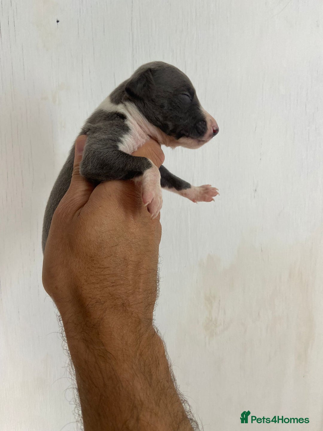 Whippet dogs for sale: Stunning kc reg whippet puppies  - Image 11