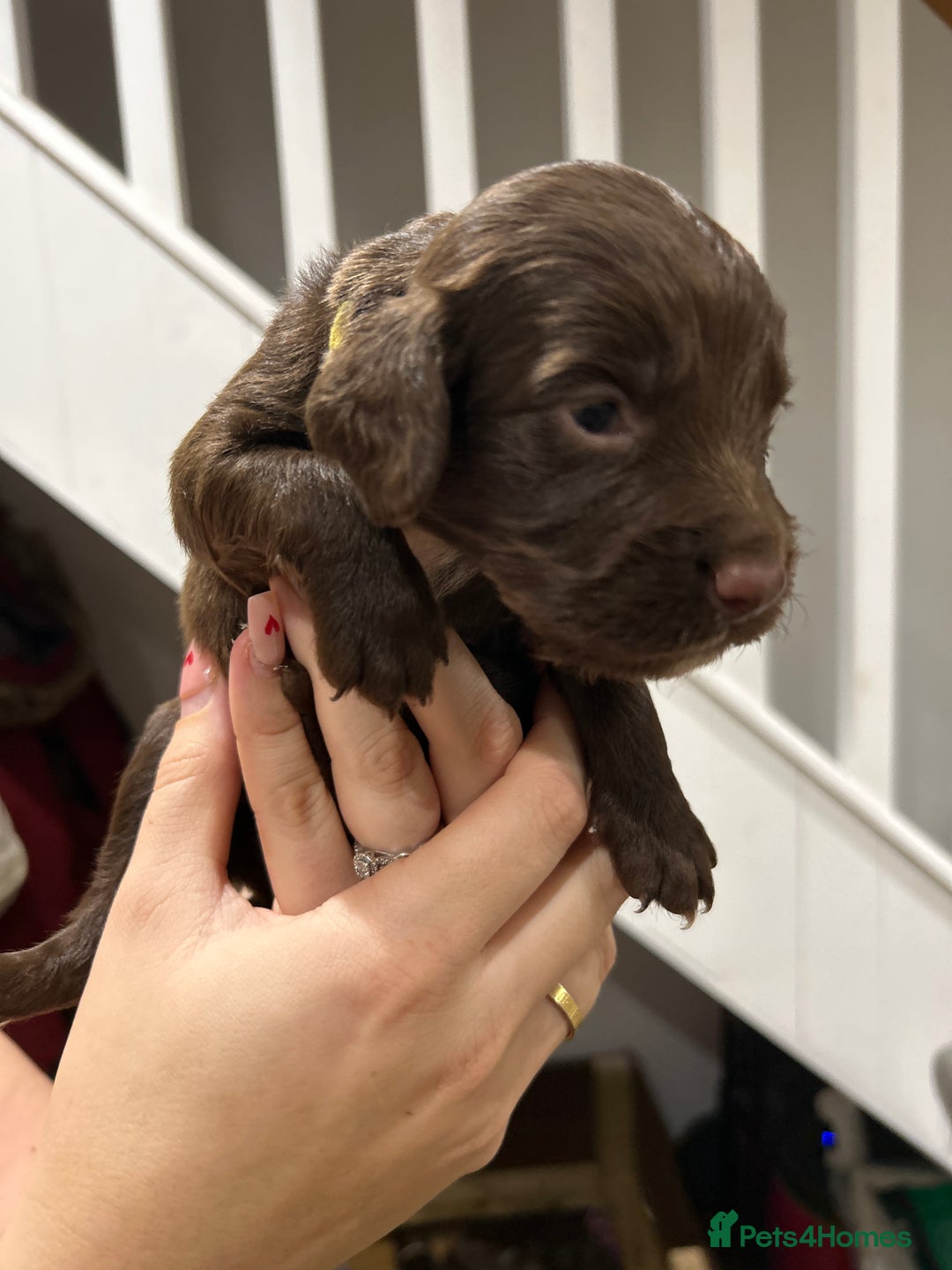 Sprocker dogs for sale: Sprocker pups  - Image 4