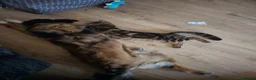 Mixed Breed cats for sale: Beautiful tabby - mixed bengal cat - Advert 6
