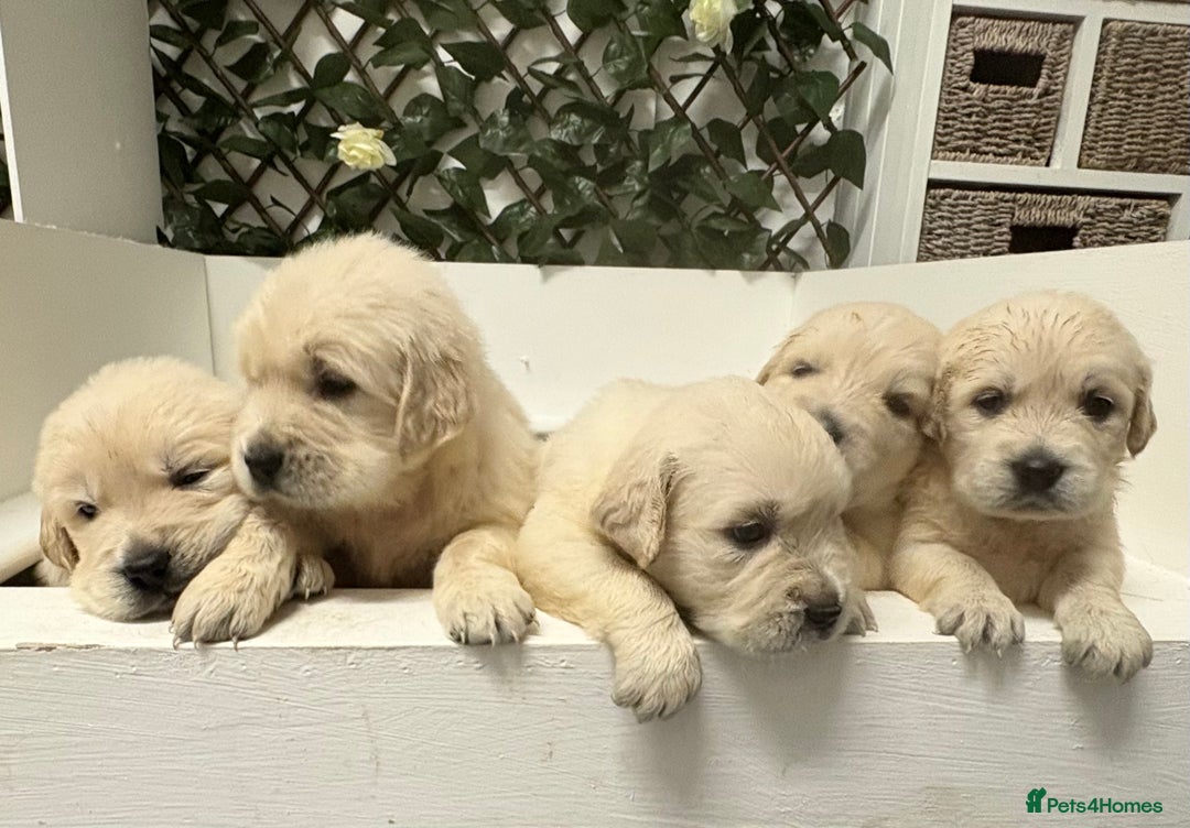 Golden Retriever dogs for sale: Golden Retriever Pups from Health Tested Parents  - Advert 15