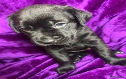 Mixed Breed dogs for sale: Cane Corso × Rottweiler/Bordeaux Puppies All Girls - Image 15