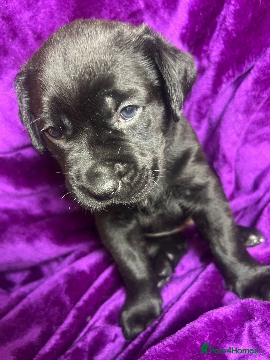 Mixed Breed dogs for sale: Cane Corso × Rottweiler/Bordeaux Puppies All Girls - Image 15