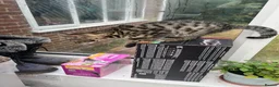 Bengal cats for sale: Two male Bengal X kittens available. Price reduced - Advert 4