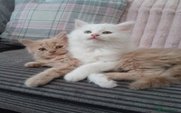 Maine Coon cats for sale: White female mainecoon kitten - Image 6