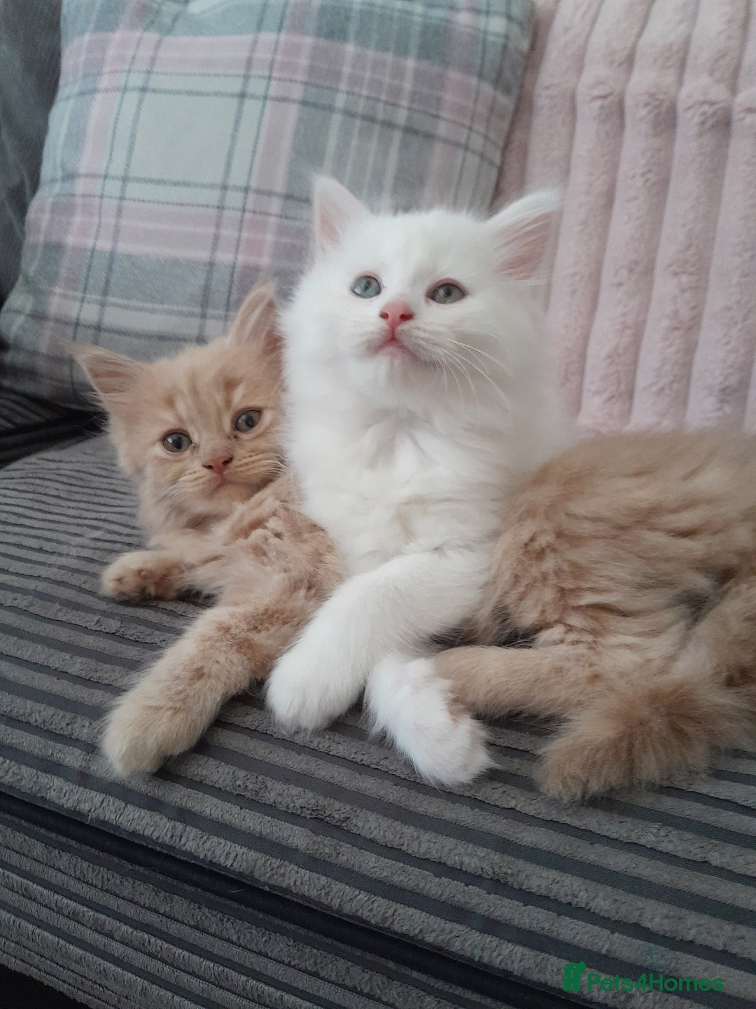 Maine Coon cats for sale: White female mainecoon kitten - Image 6