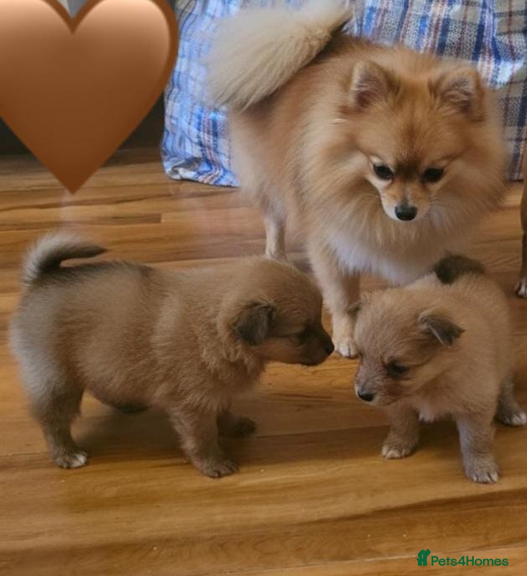 Pomeranian dogs for sale: Pomeranian Puppies - Image 9