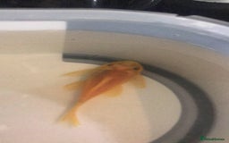 Plecos fish for sale: L144 Blue Eyed Bristlenose Pleco size 3 cm - Image 15