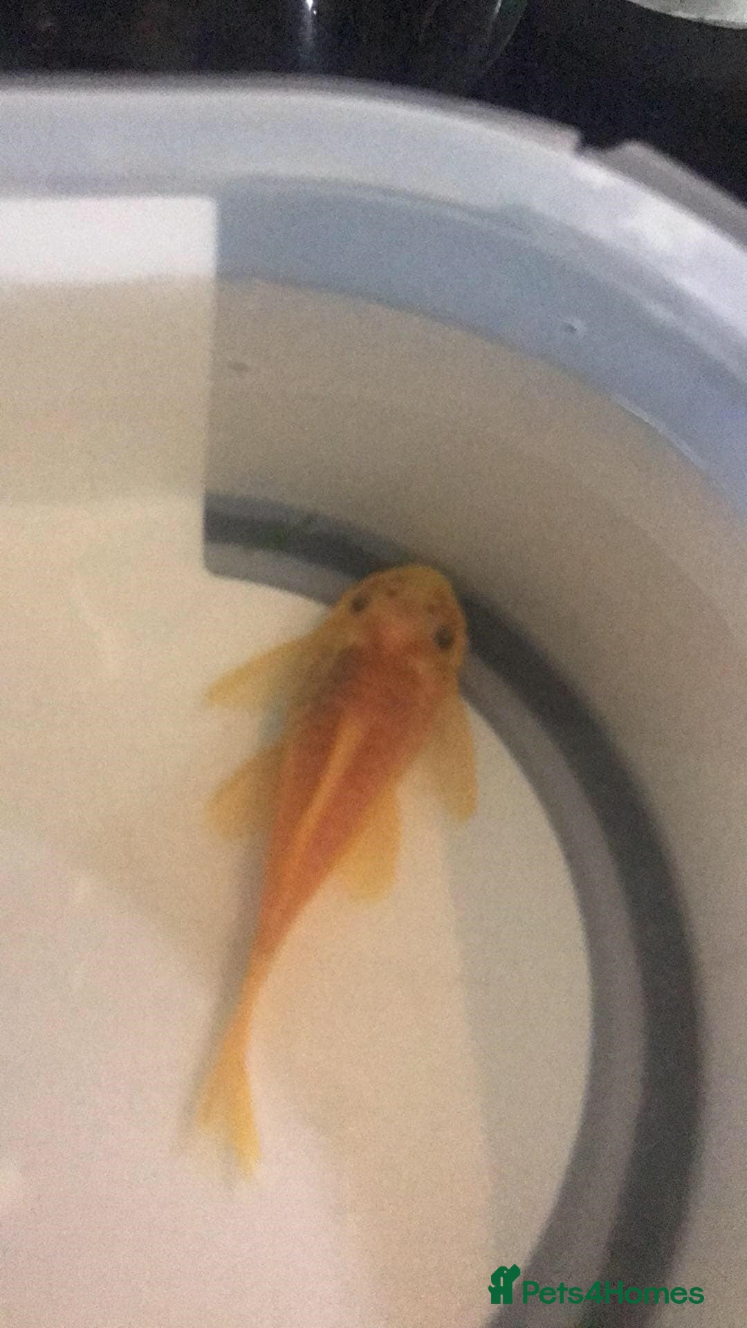 Plecos fish for sale: L144 Blue Eyed Bristlenose Pleco size 3 cm - Image 15