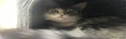 Maine Coon cats for sale: Gorgeous silver pure Maine Coon girl.  - Advert 2
