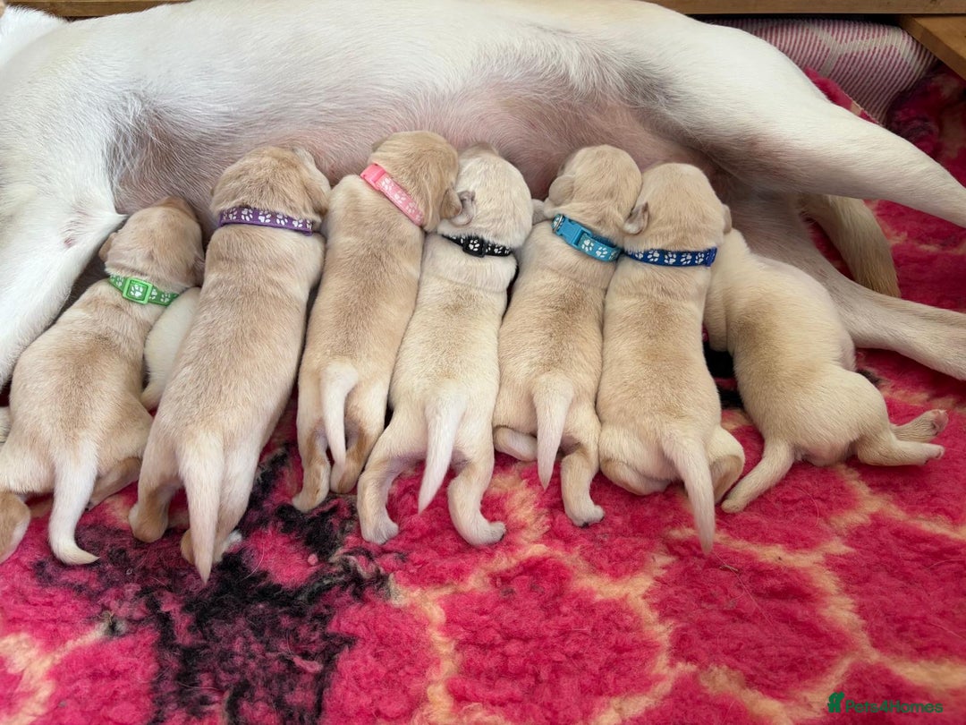 Labrador Retriever dogs for sale: Stunning KC Reg Yellow Labrador Puppies - Image 6