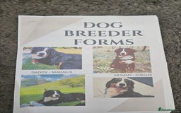 Bernese Mountain Dog dogs for sale: 5 months old beautiful boy Bernese Mountain dog - Image 6
