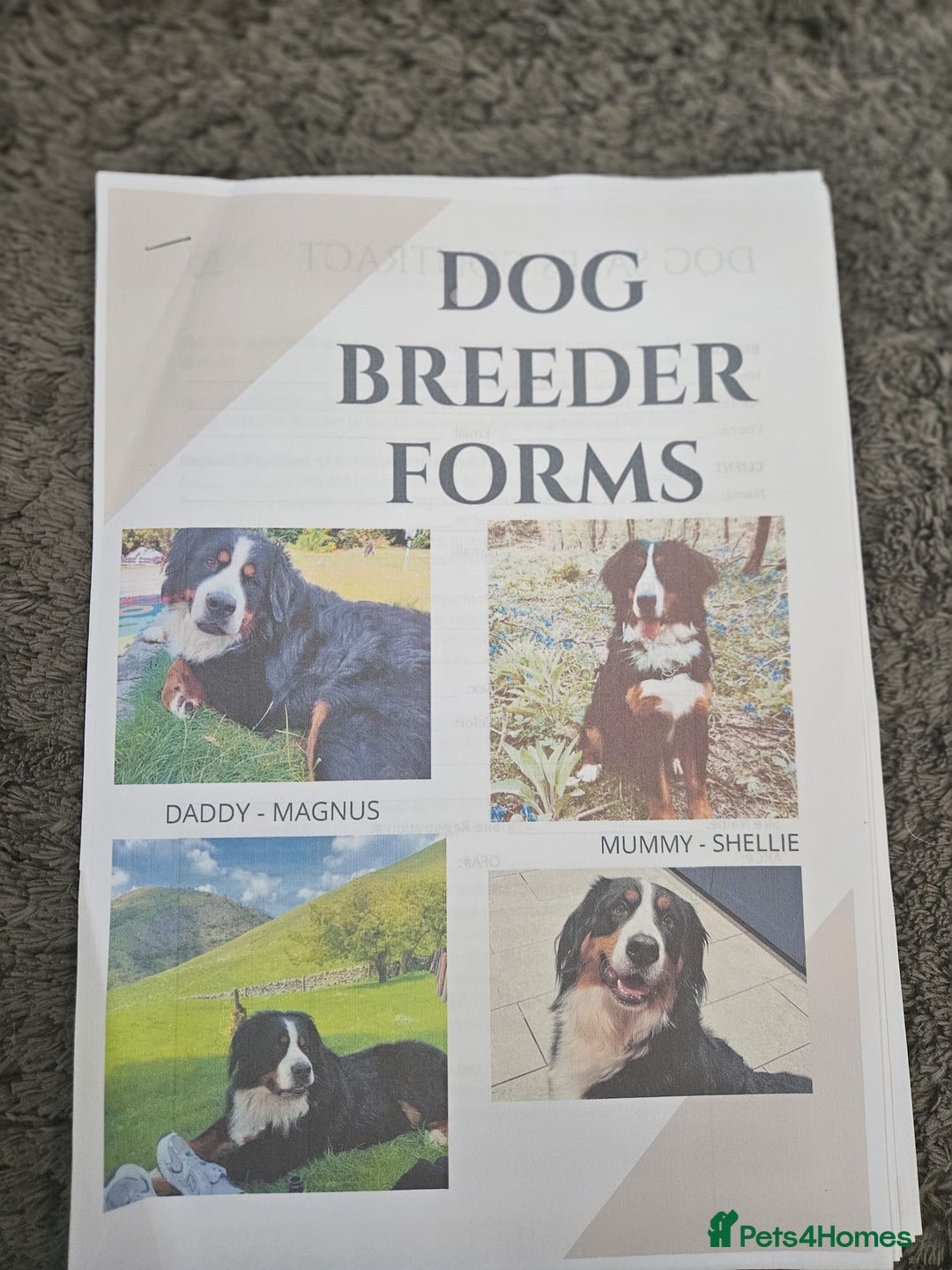 Bernese Mountain Dog dogs for sale: 5 months old beautiful boy Bernese Mountain dog - Image 6