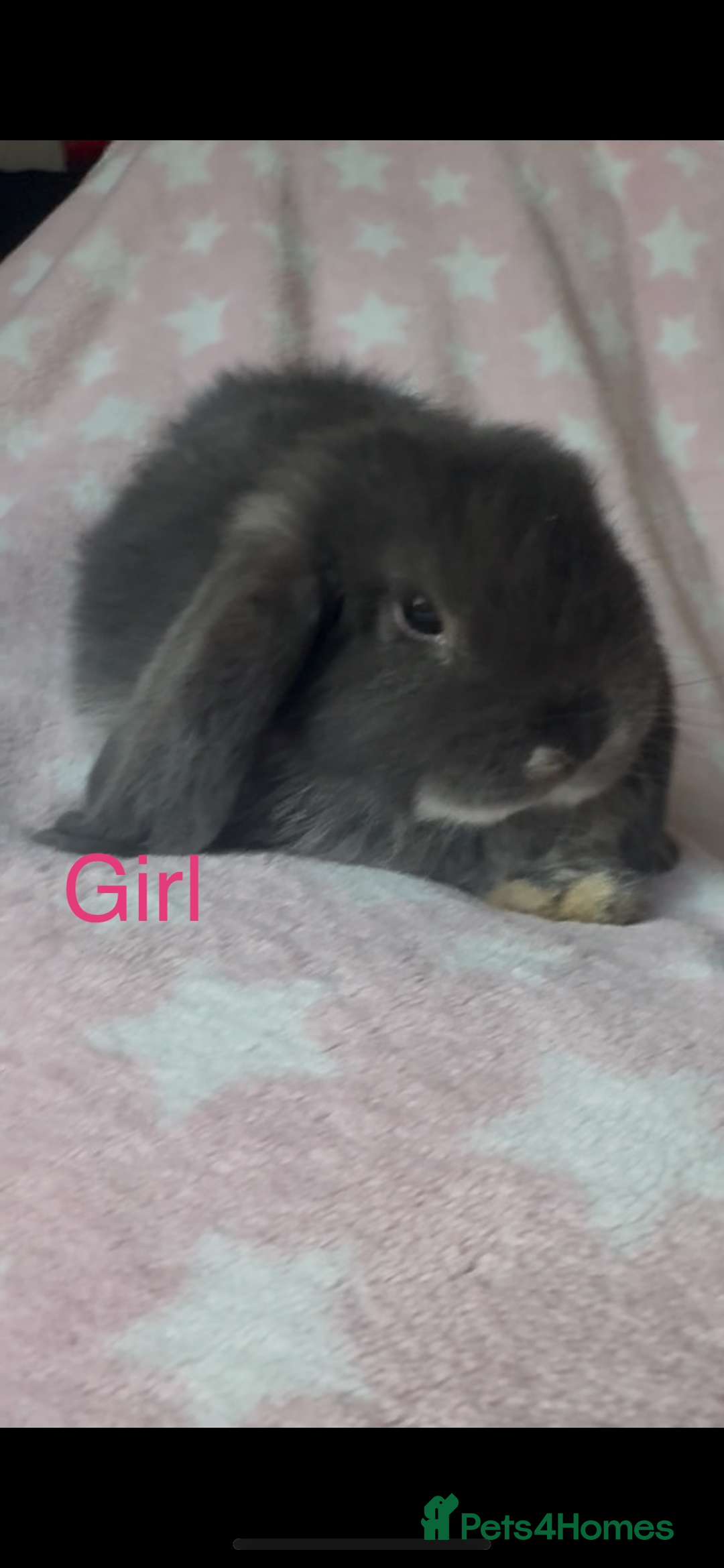 Mini Lop rabbits for sale: New litter added, Mini lop baby bunny rabbits  - Image 1