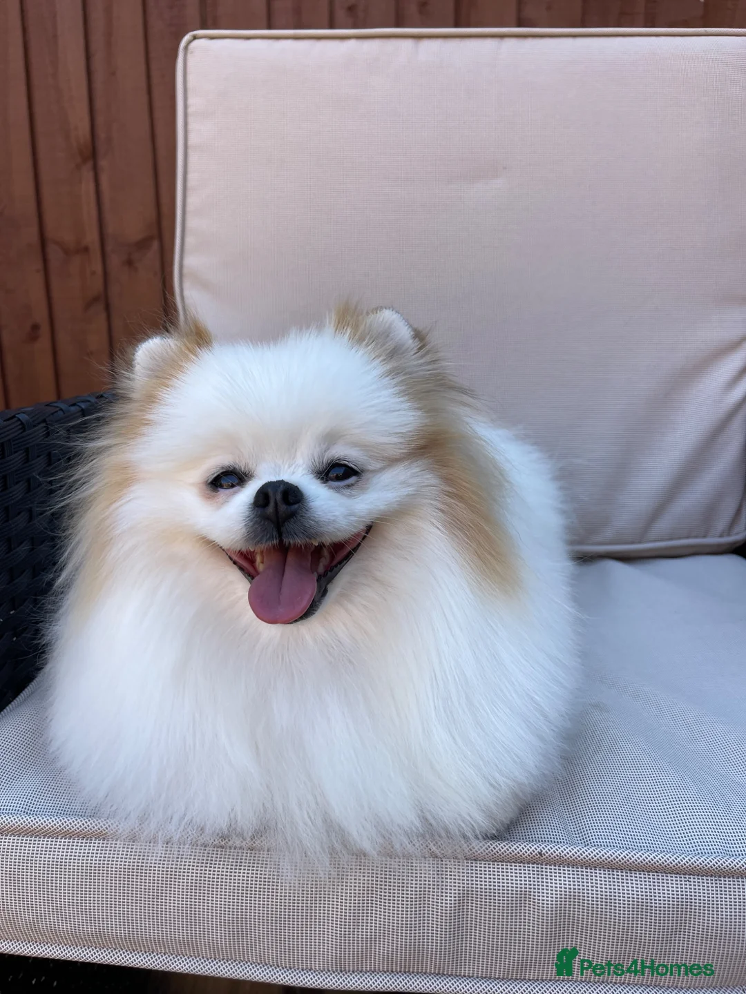 Pomeranian dogs for sale: Pomeranian girl looking for a new home🌟  - Advert 2