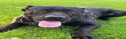 Cane Corso dogs for sale: X4 female cane corso  - Advert 7