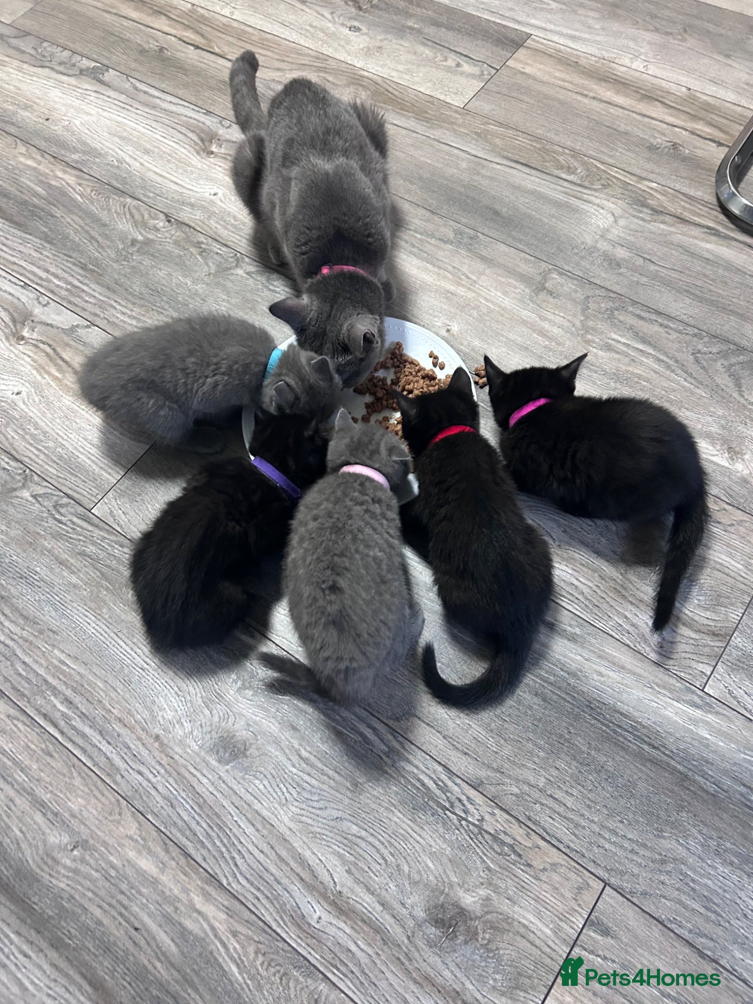 British Shorthair cats for sale: 5 British shorthair kittens  - Advert 11