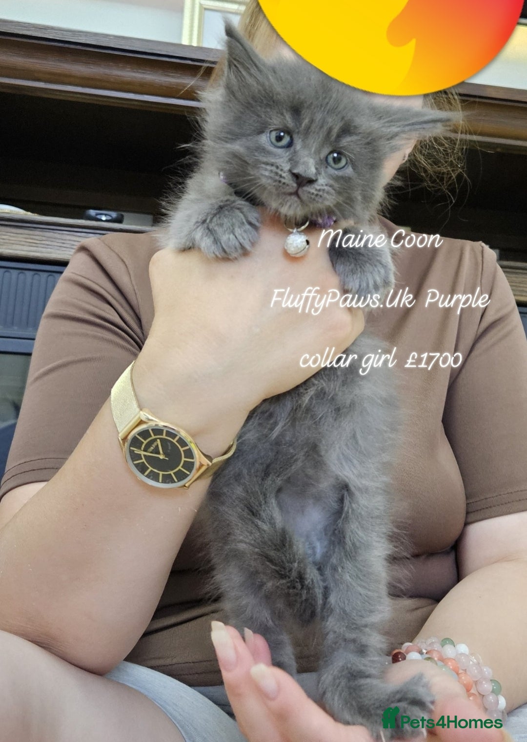 Maine Coon cats for sale: Maine Coons FluffyPaws.Uk  - Image 17