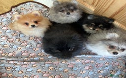 Pomeranian dogs for sale: Two puppies left Ready to Leave  - Image 19