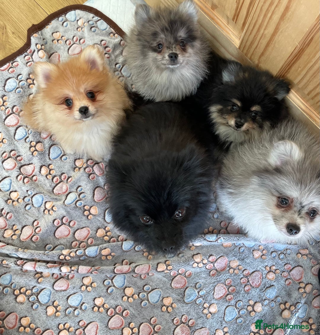 Pomeranian dogs for sale: Two puppies left Ready to Leave  - Image 19
