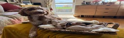 Australian Labradoodle dogs for sale: Health Tested Multigen Australian Double Doodles - Advert 13