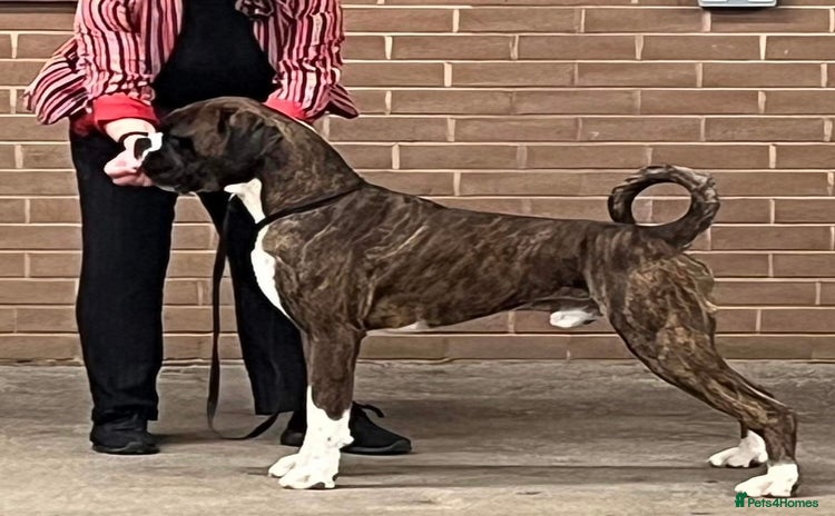 Boxer dogs - Advert 2