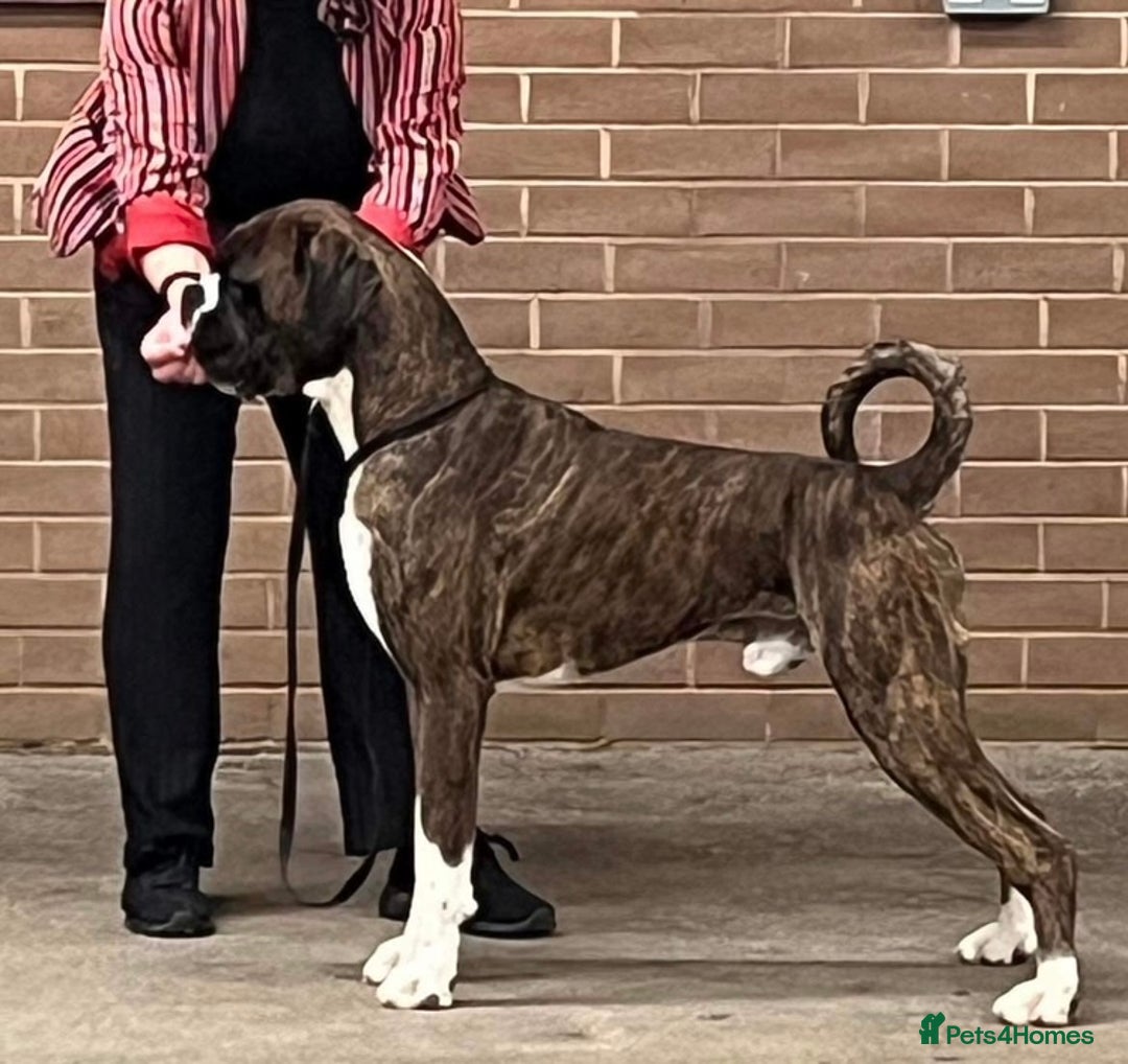 Boxer dogs for stud: Champion Boxer dog at Stud  - Image 1