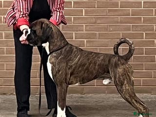 Boxer dogs Champion Boxer dog at Stud - Advert 14