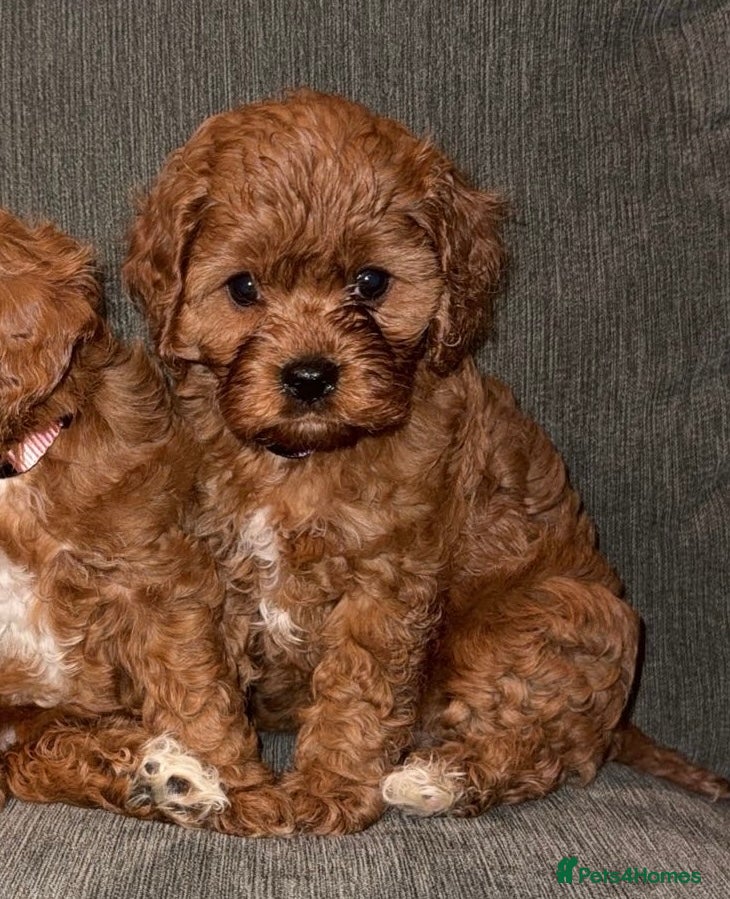 Cavapoo dogs LAST GIRL Beautiful f1 cavapoo puppies  - Advert 4