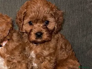 Cavapoo dogs LAST GIRL Beautiful f1 cavapoo puppies - Advert 4