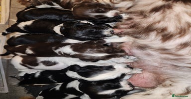 English Springer Spaniel dogs - Advert 4