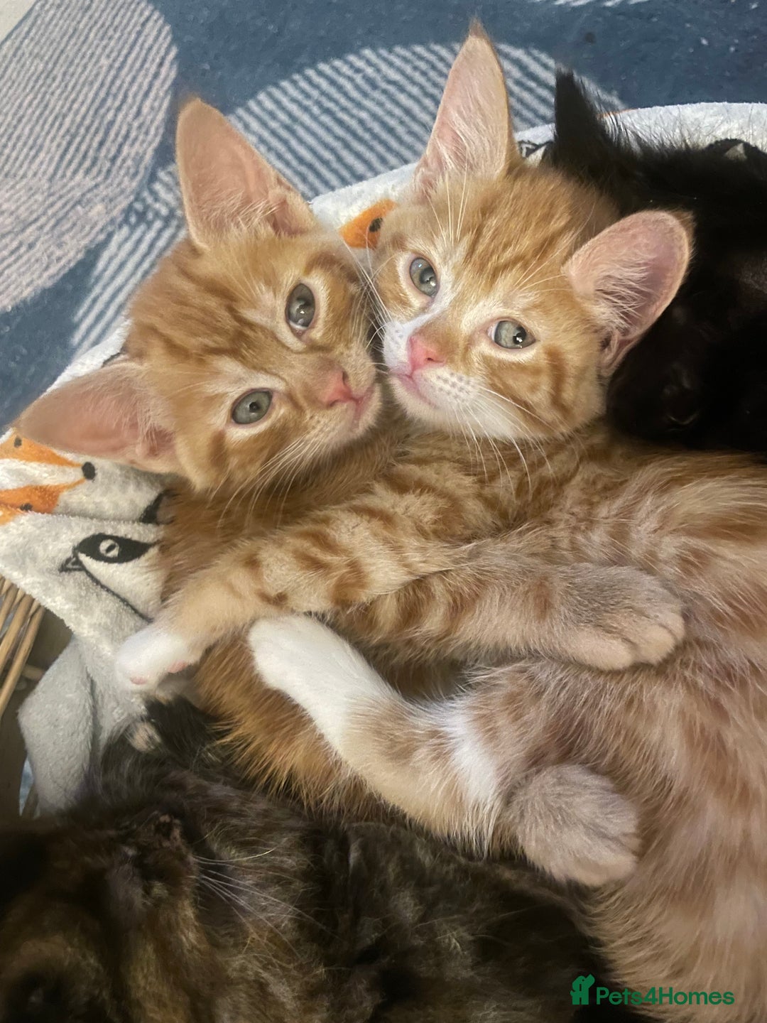 Mixed Breed cats for sale: 🐱 Gorgeous Kittens Looking for a Loving Homes 🏡 - Image 7