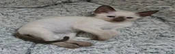 Siamese cats for sale: Cheeky blue eyed full siamese - Advert 3
