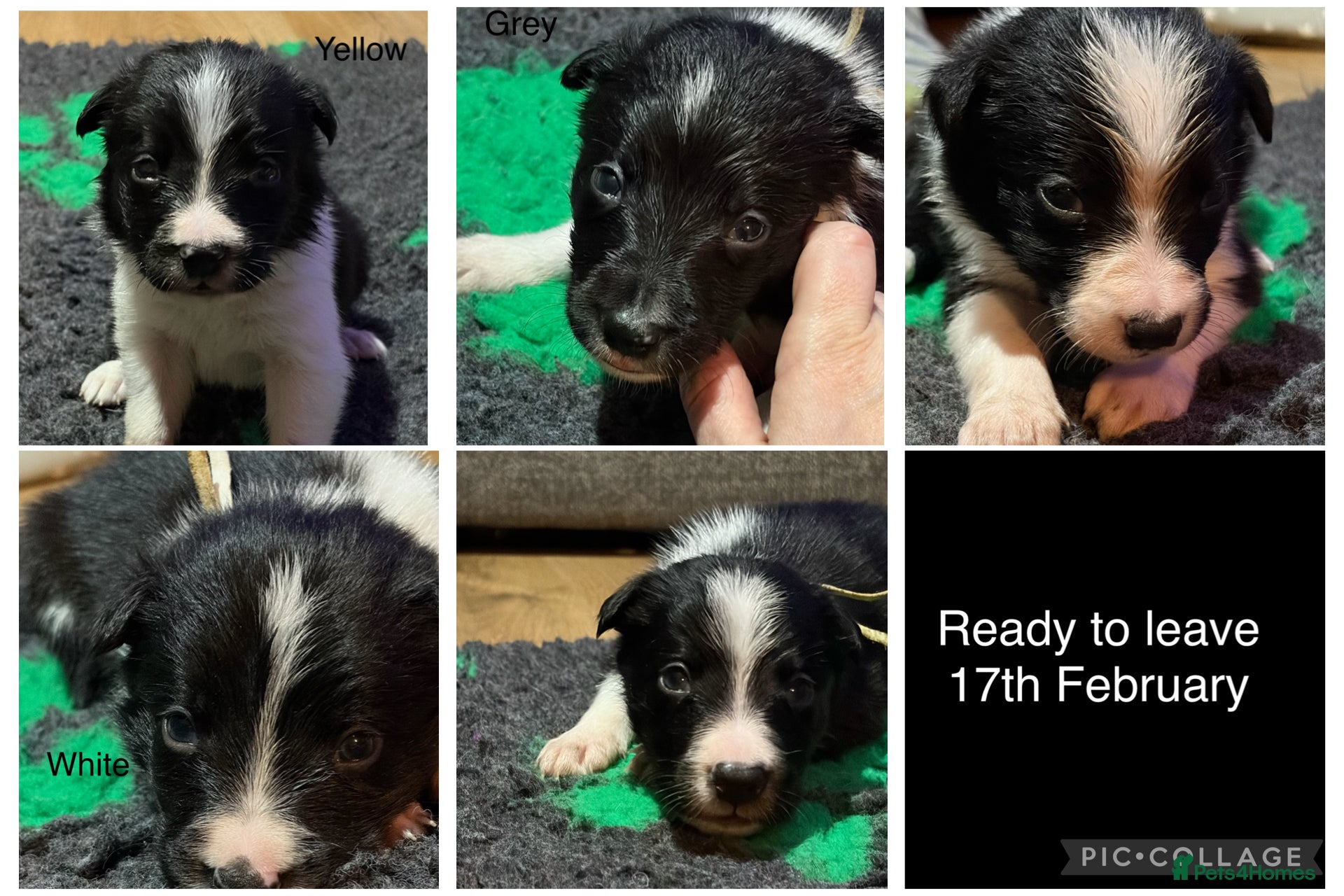 Border Collie dogs *TAKING VIEWINGS THIS WEEKEND* Border Collie Pups  - Advert 1