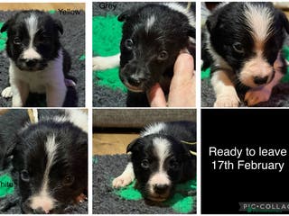 Border Collie dogs *TAKING VIEWINGS THIS WEEKEND* Border Collie Pups - Advert 2