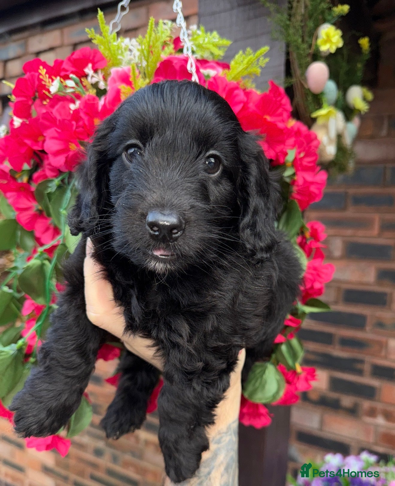 Doxiepoo dogs 🧡💛Adorable Daxipoo Puppies 💜🩷 - Advert 2