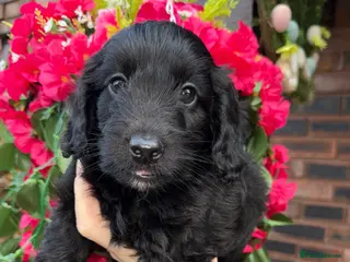 Doxiepoo dogs 🧡💛Adorable Daxipoo Puppies 💜🩷 - Advert 18