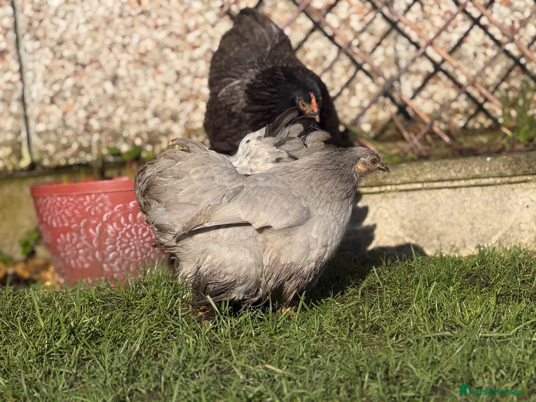Chickens poultry for sale: Pekin bantam lavender  - Advert 13