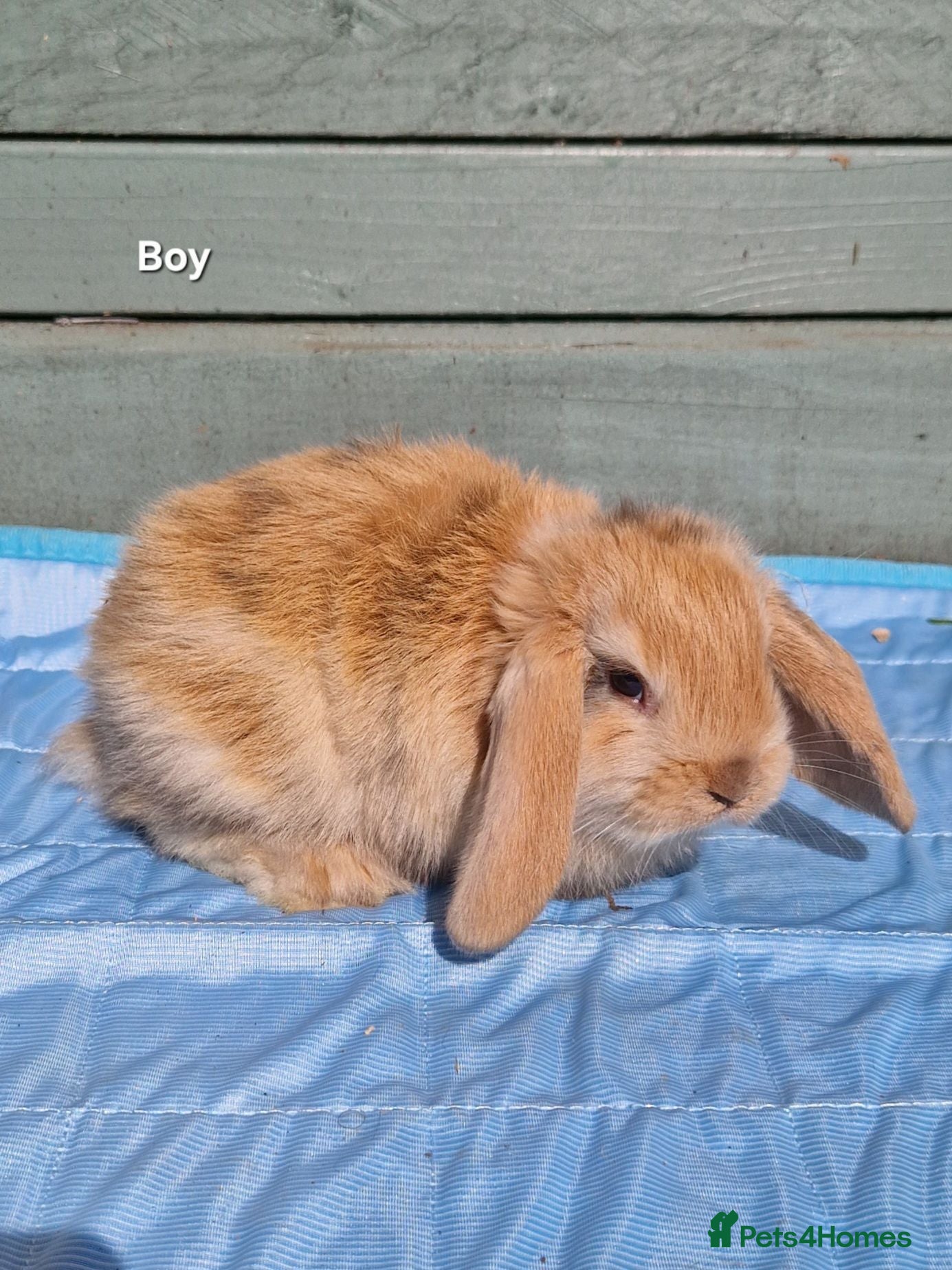 Dwarf Lop rabbits Dwarf Lops 7 Weeks - Advert 7