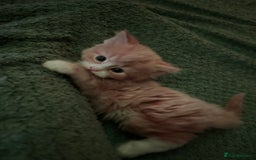 Mixed Breed cats for sale: The cutest Mixed Kittens - Image 2
