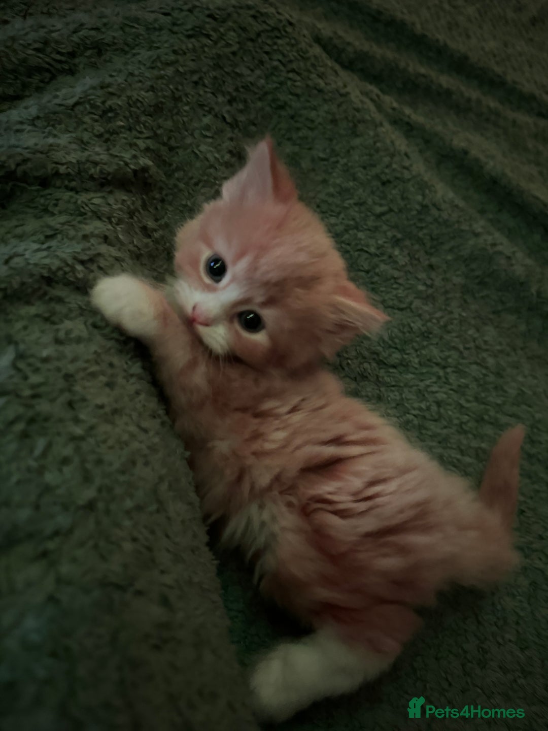 Mixed Breed cats for sale: The cutest Mixed Kittens - Image 2