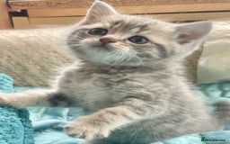 British Shorthair cats for sale: Gorgeous pure breed colour point and golden kitten - Image 2